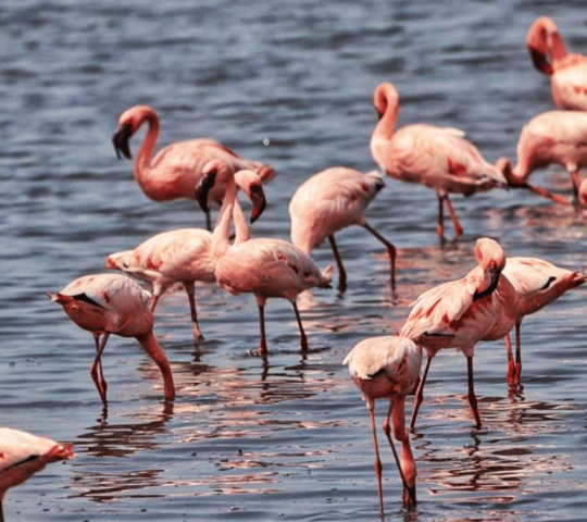 Thane Creek Flamingo Sanctuary, Airoli, Navi Mumbai