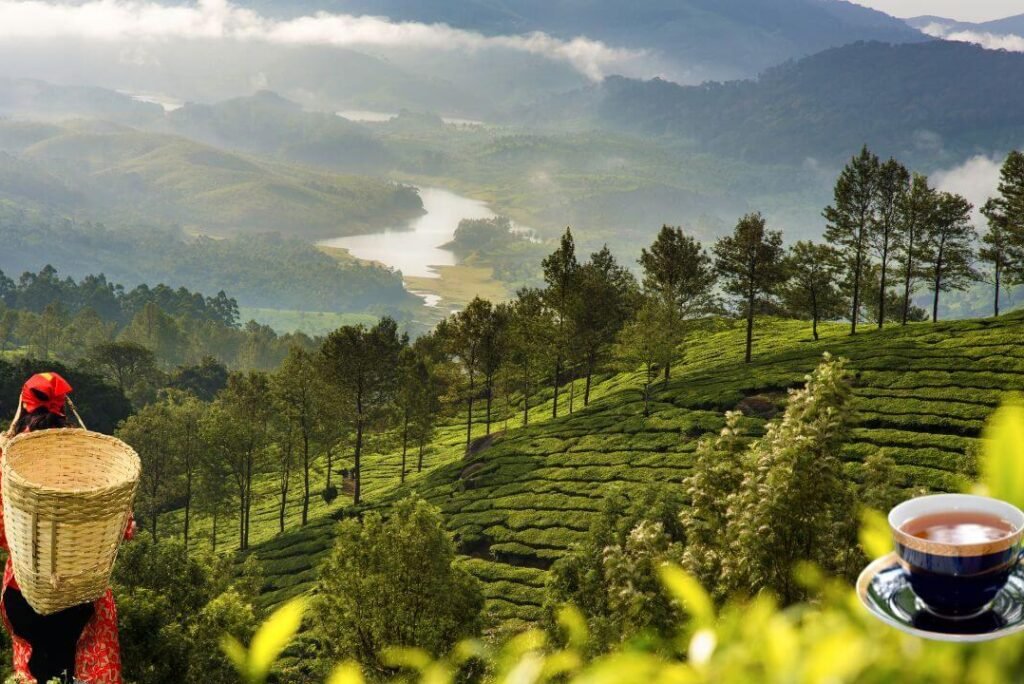 Munnar: The Ideal Destination for Your Romantic Pre-Wedding Shoot