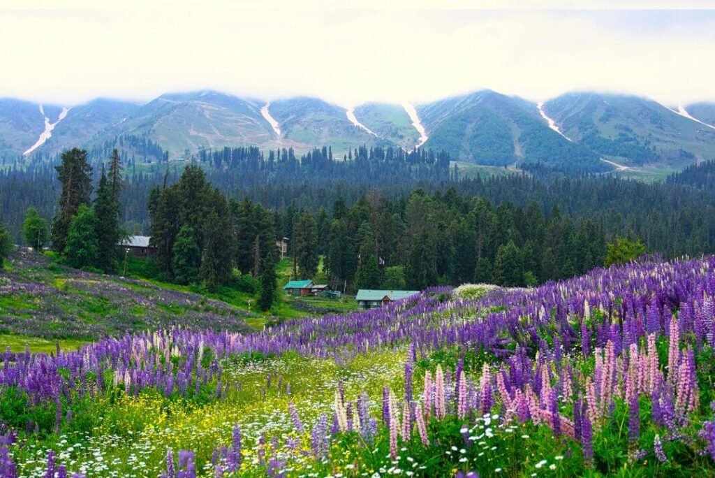 Gulmarg: A Winter Wonderland for Enchanting Pre-Wedding Shoots