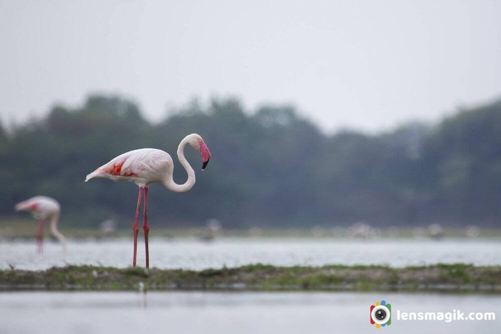 Nalsarovar Bird Sanctuary sceneloc8.com