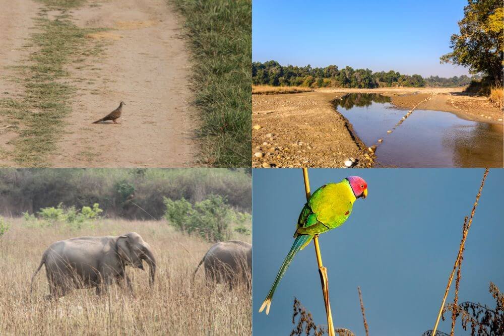 Rajaji National Park sceneloc8.com