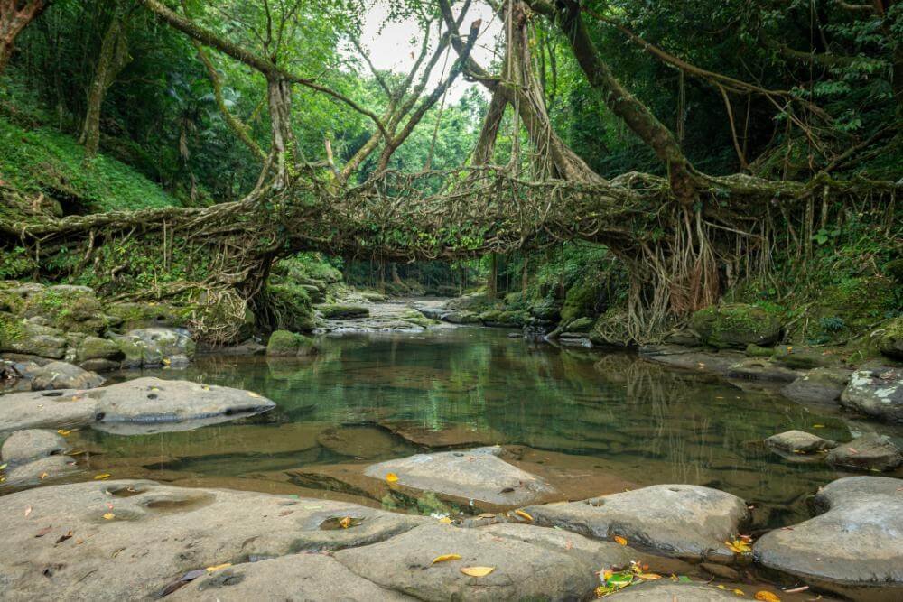 living root bridge meghalaya sceneloc8.com