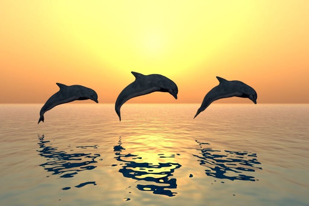 Top Beaches in Dapoli: A Guide to Dolphin Watching and Water Sports