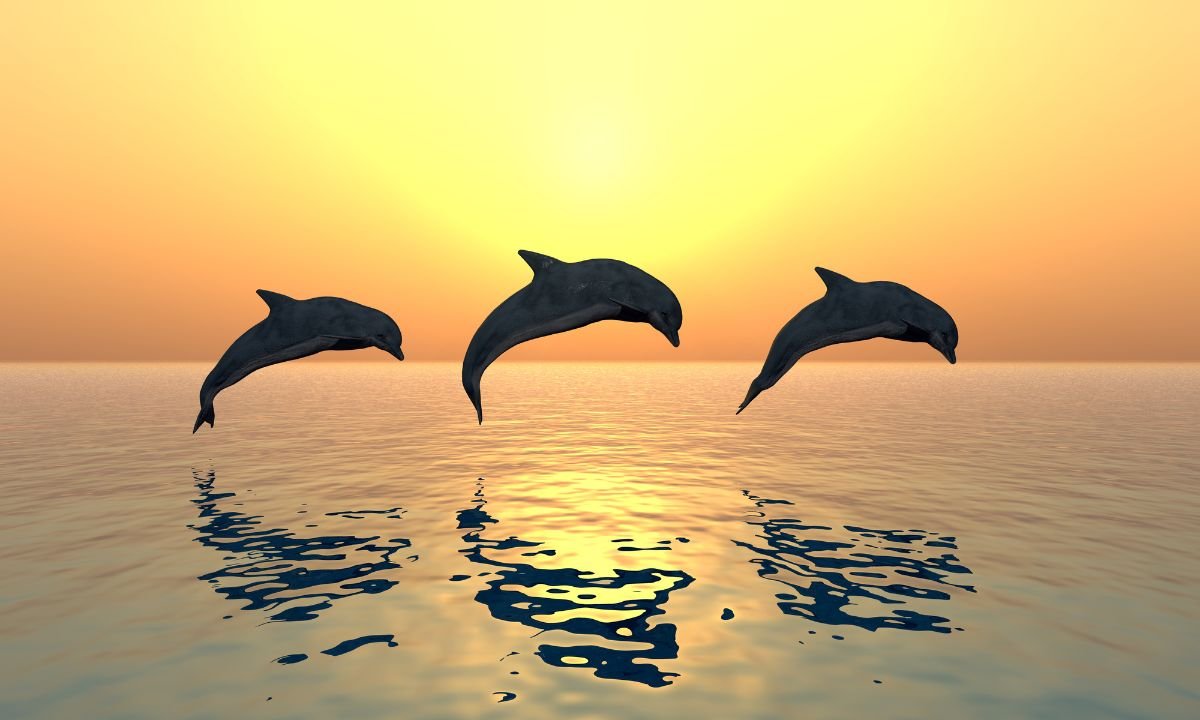 Top Beaches in Dapoli: A Guide to Dolphin Watching and Water Sports