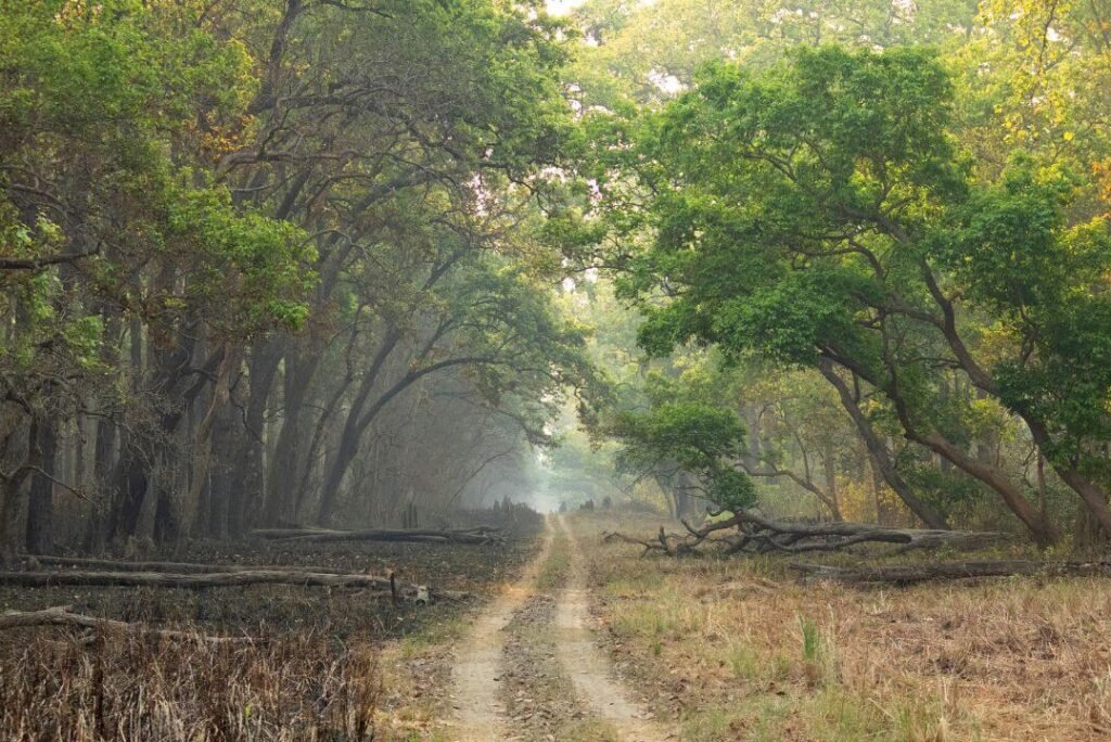  Discover Dudhwa National Park: A Hidden Gem for Content Creators