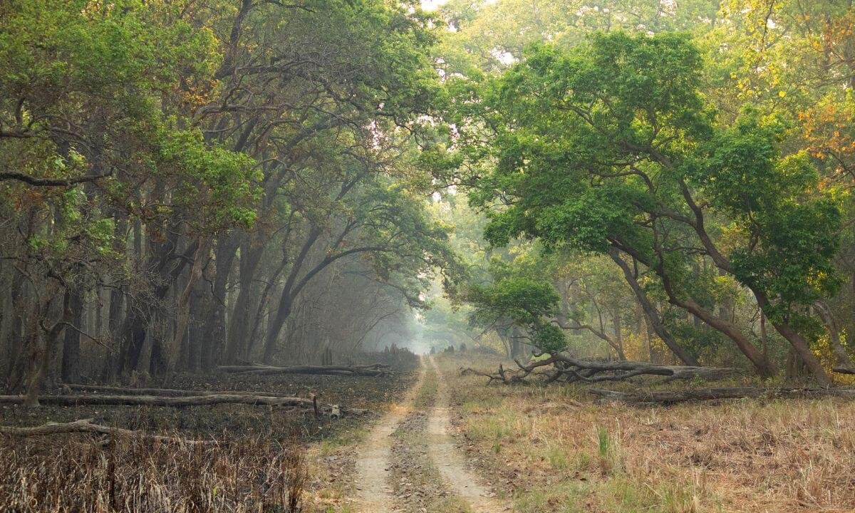  Discover Dudhwa National Park: A Hidden Gem for Content Creators