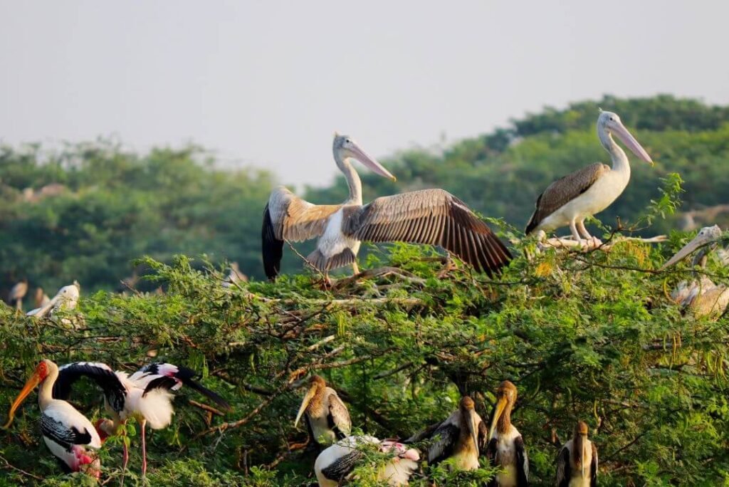 Stunning Pre-Wedding Shoot Locations in Guntur