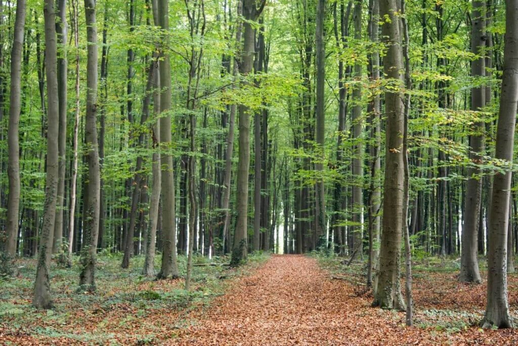 Captivating Pre-Wedding Shoot Locations in Hallerbos, Belgium