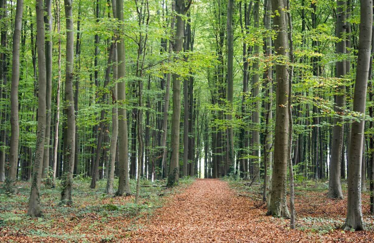 Captivating Pre-Wedding Shoot Locations in Hallerbos, Belgium