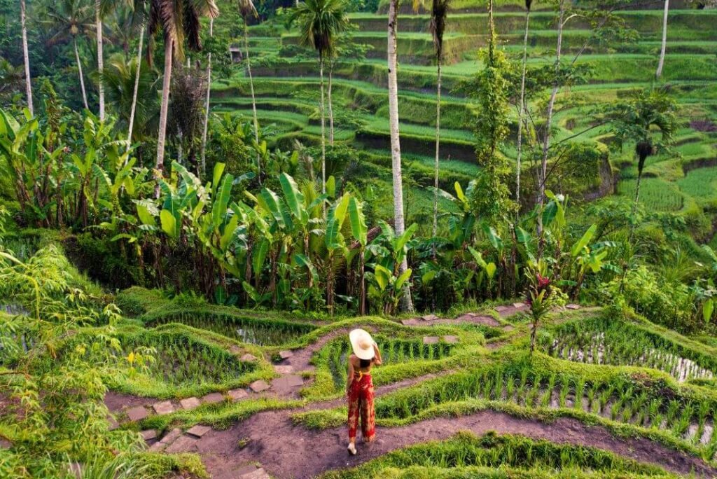 Bali Rice Terraces: The Perfect Pre-Wedding Photoshoot Destination