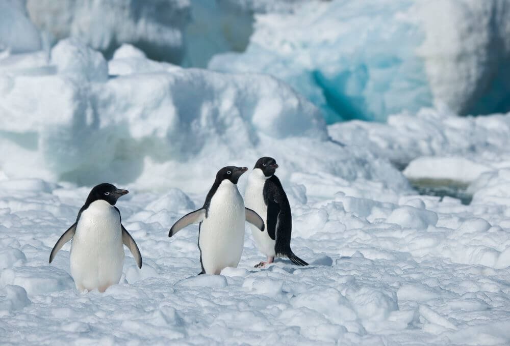 Antarctic Peninsula photography sceneloc8.com