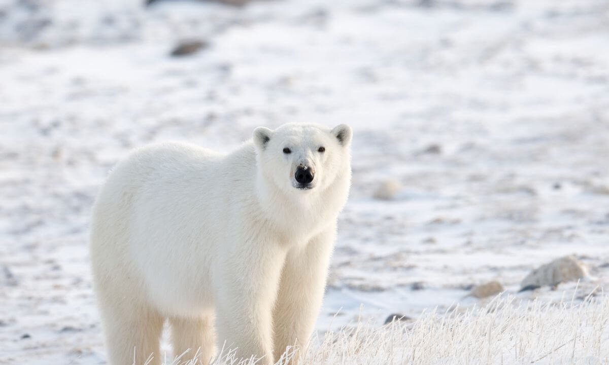 Baffin Island sceneloc8.com