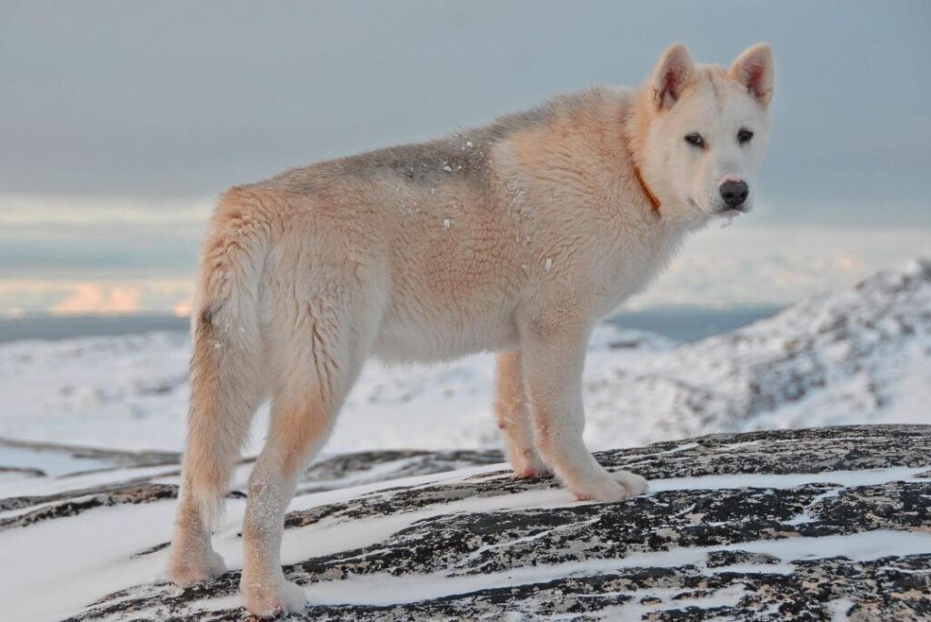 Capture Reindeer, Whales, and Seabirds in Greenland’s Icy Wilds