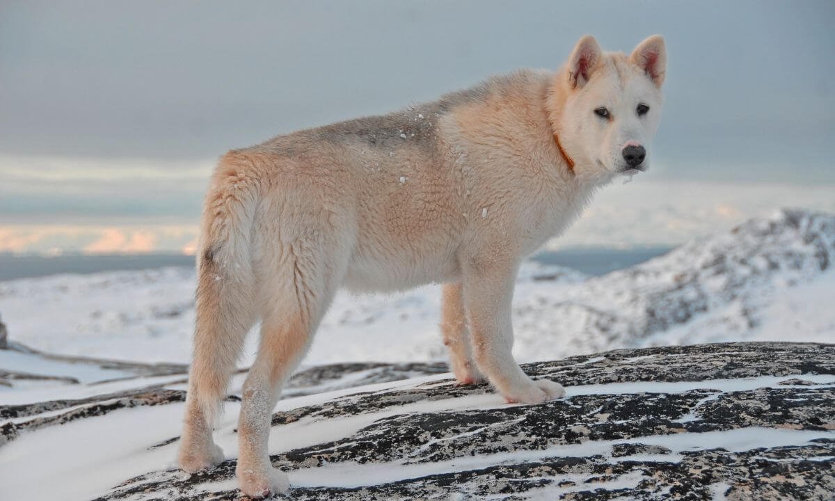 Capture Reindeer, Whales, and Seabirds in Greenland’s Icy Wilds