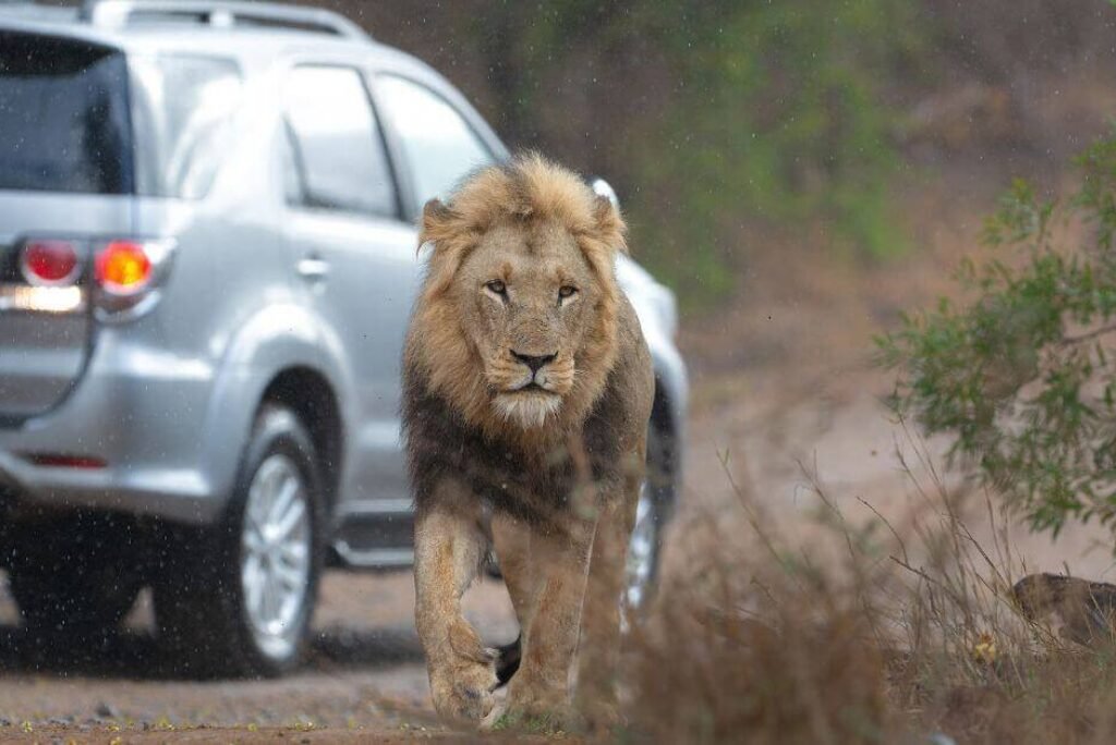 South Africa’s Wild Side: Top National Parks for Photography