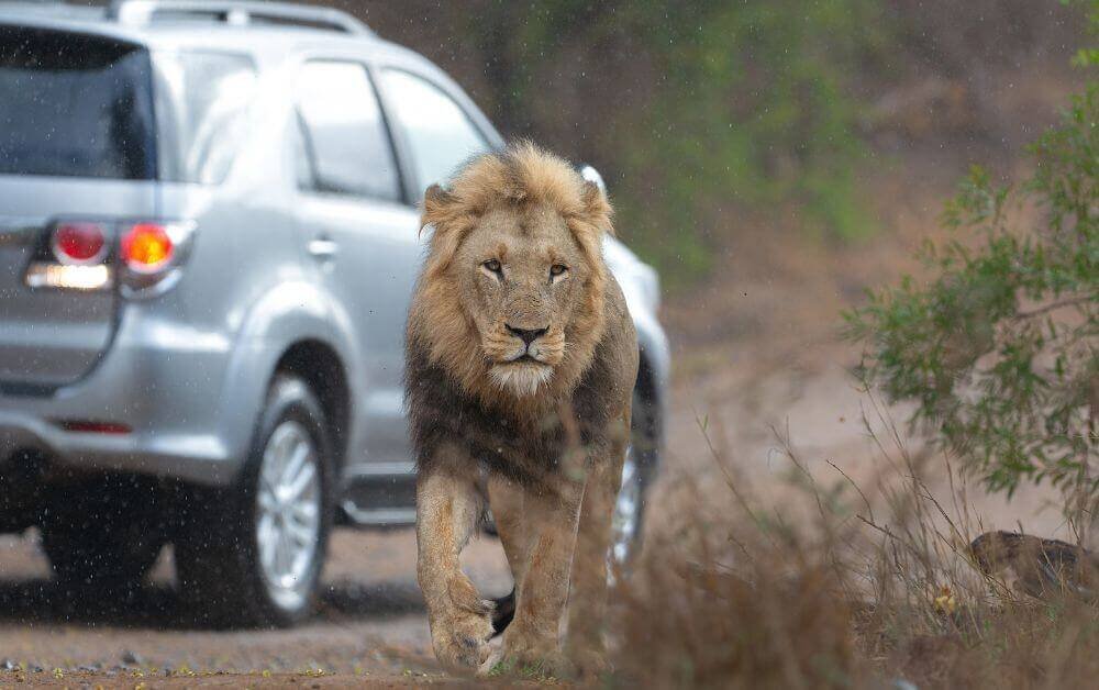 South Africa’s Wild Side: Top National Parks for Photography