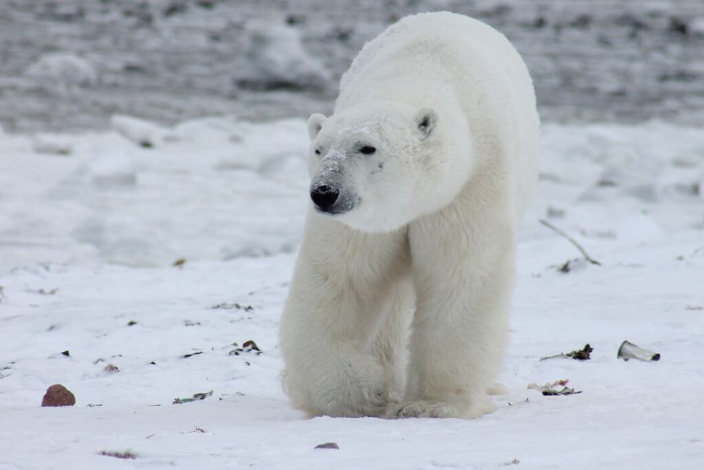 Capturing Polar Wildlife Photography in Antarctica