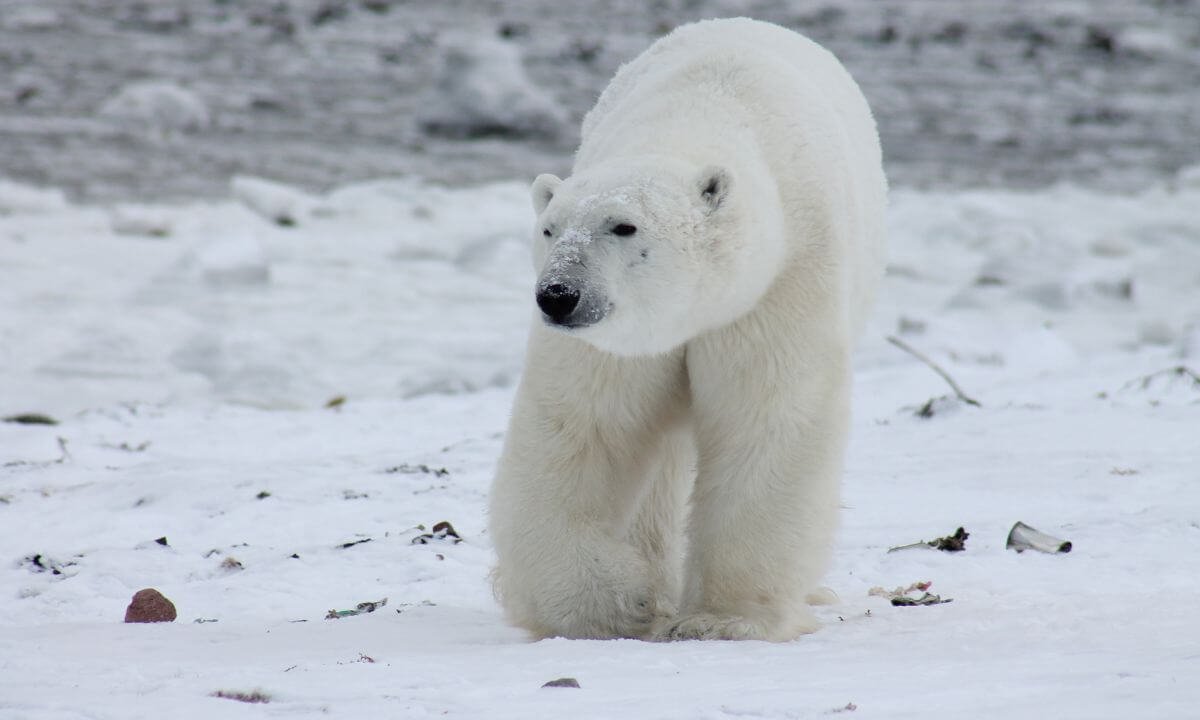 Capturing Polar Wildlife Photography in Antarctica