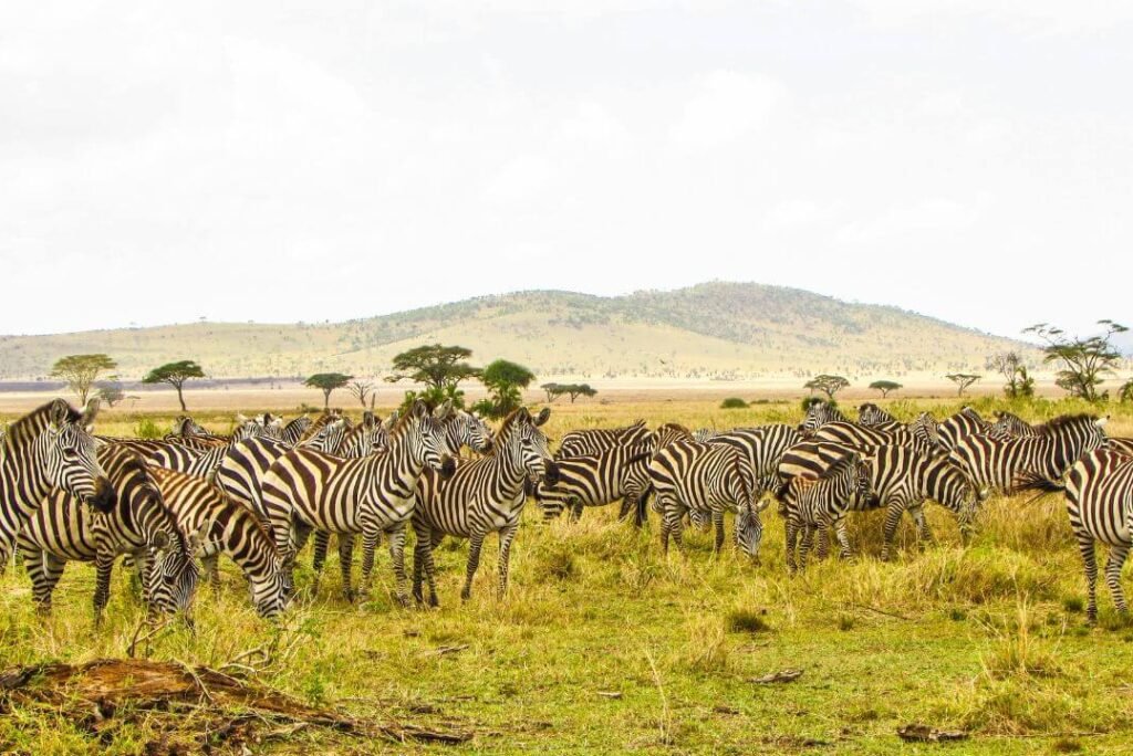 Capturing the Great Migration in Serengeti National Park