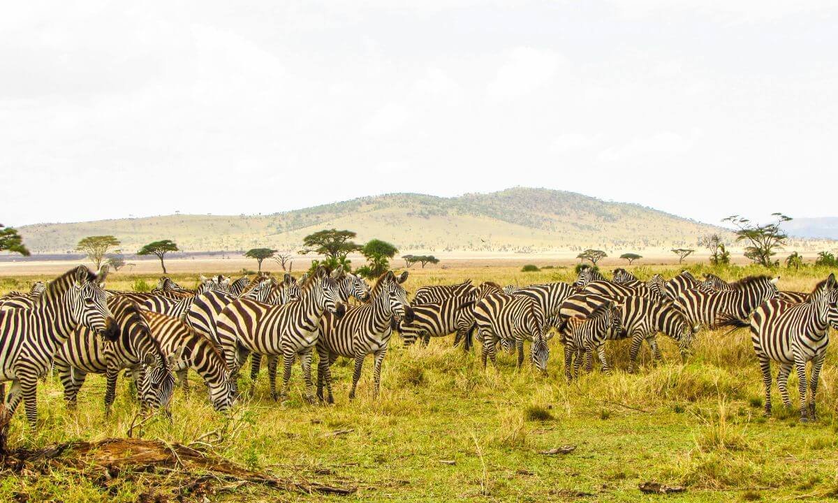 Capturing the Great Migration in Serengeti National Park