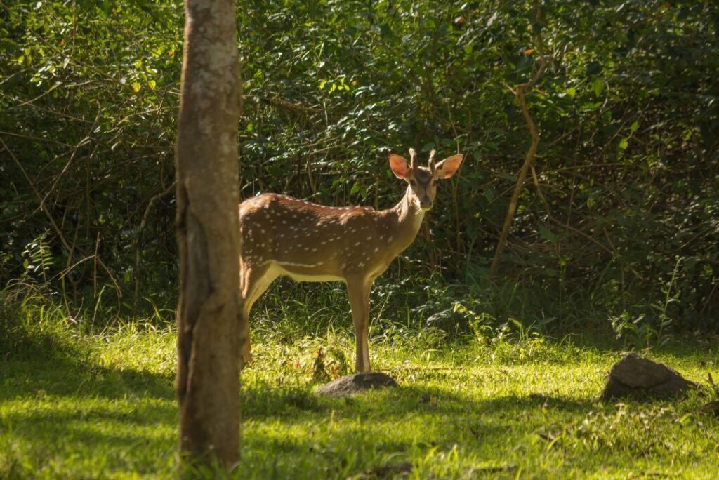 Shooting Deer in Kabini Forests: A Wildlife Photographer’s Guide