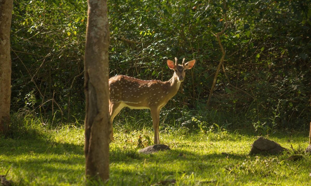 Shooting Deer in Kabini Forests: A Wildlife Photographer’s Guide