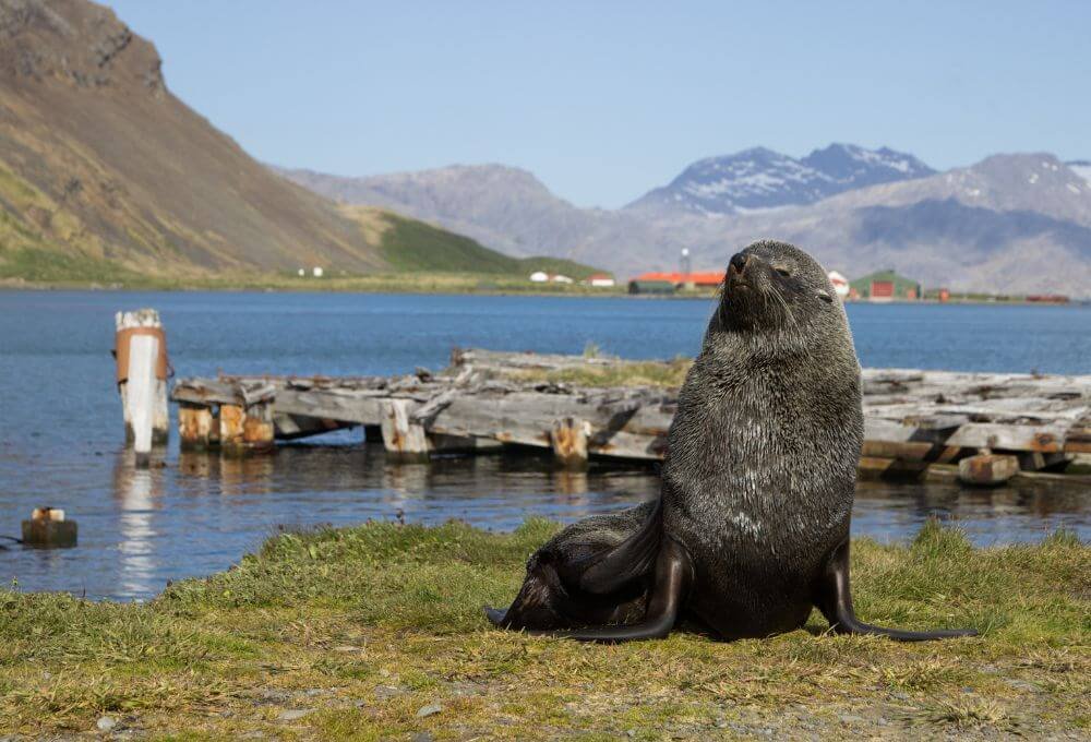 South Georgia, South Atlantic: Capture King Penguins & Seals