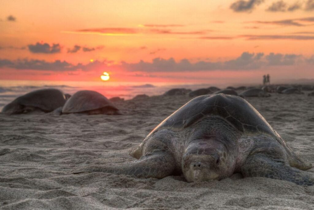 The Velas Turtle Festival: Witnessing Nature’s Miracle on a Secluded Beach in Maharashtra