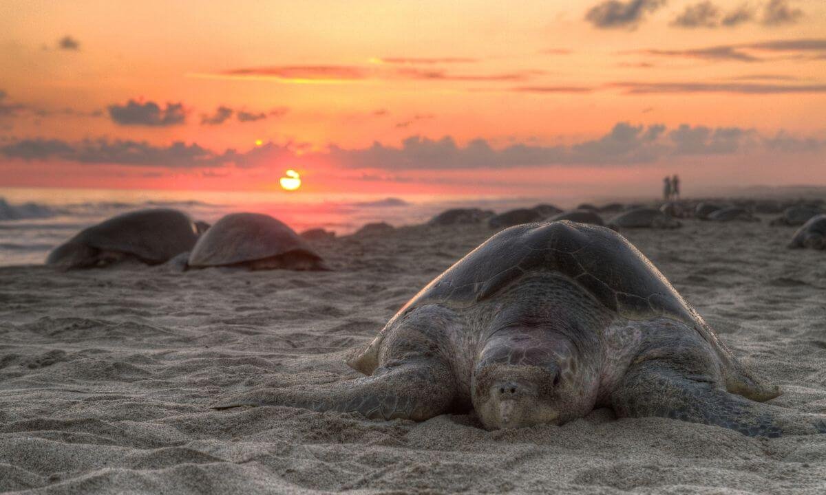 Velas Turtle Festival sceneloc8.com