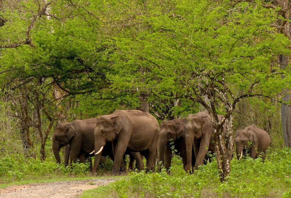 Tholpetty Wildlife Sanctuary