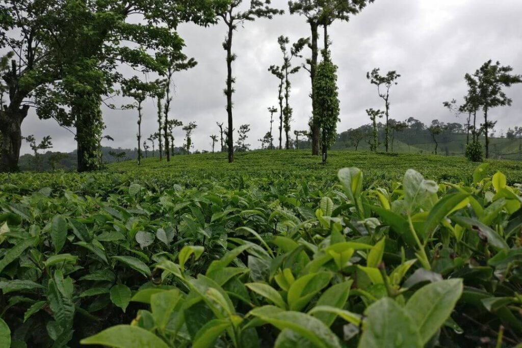 Coorg’s Coffee Estates: Picture-Perfect Pre-Wedding Shoot Locations in Nature