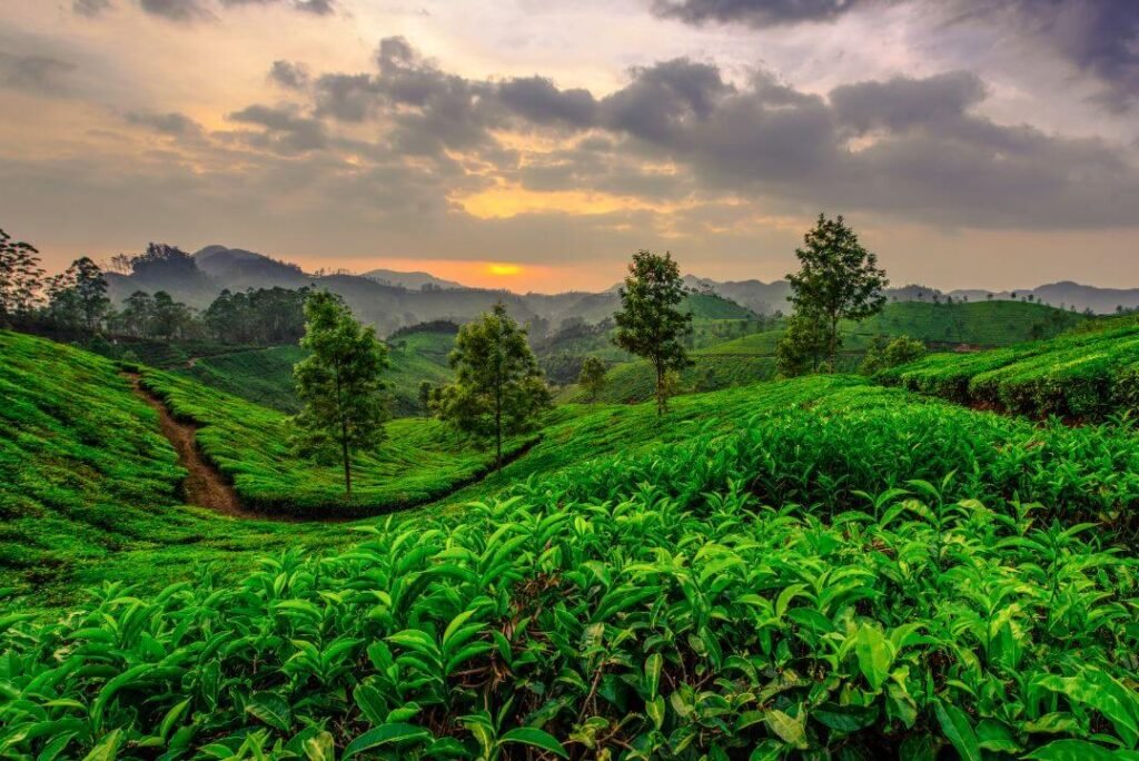 Munnar’s Misty Hills: Breathtaking Pre-Wedding Backdrops You’ll Fall in Love With