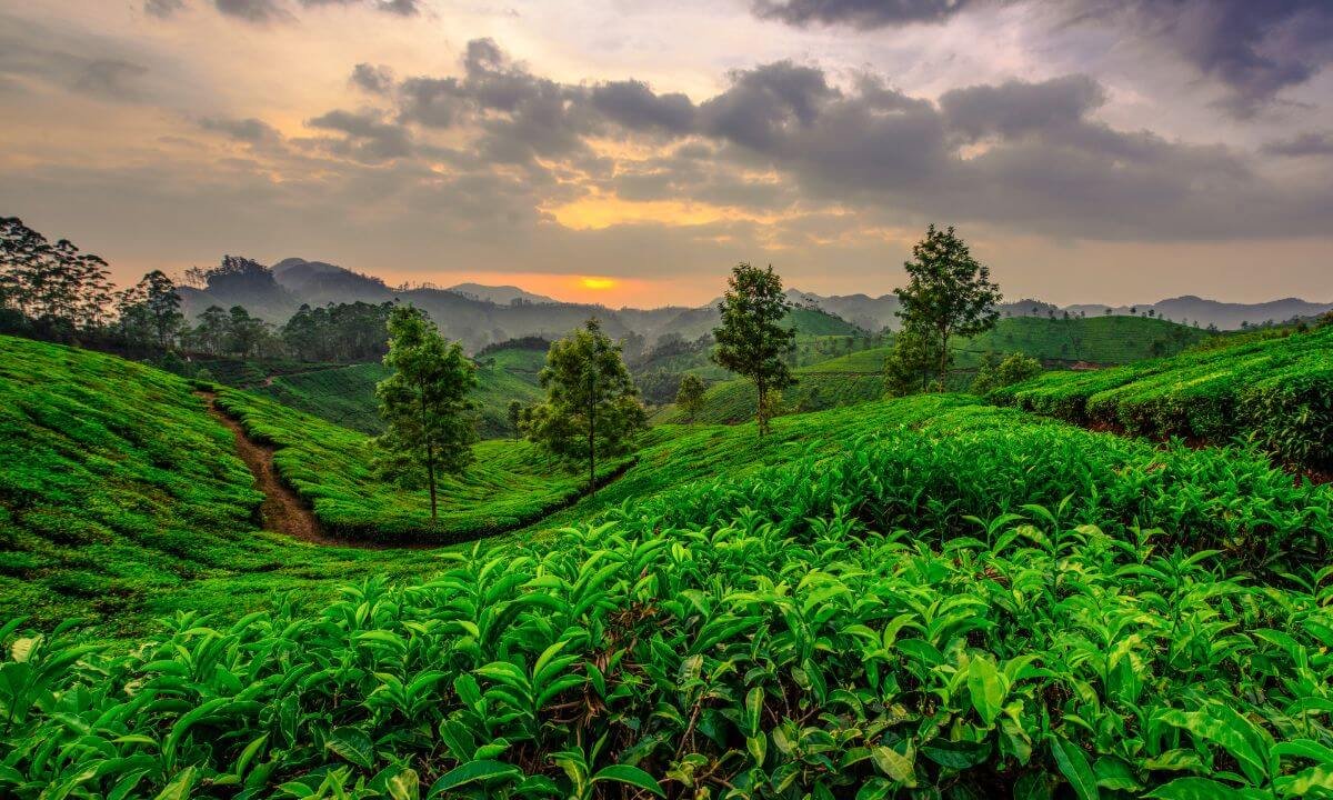 Munnar Pre wedding shoot