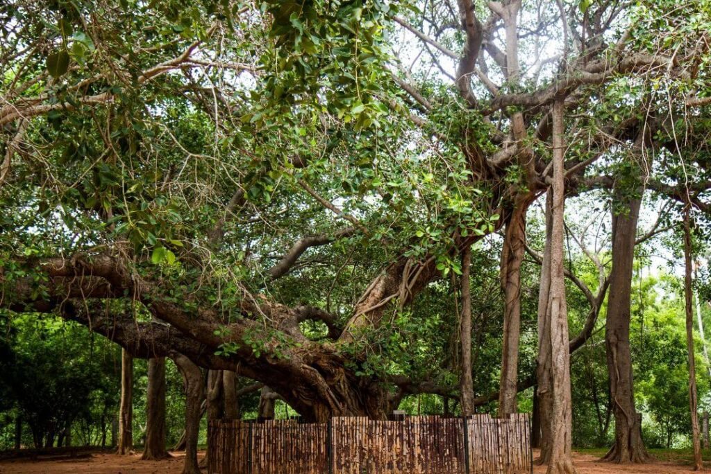 Digital Detox Cities: Unplug and Reconnect in India