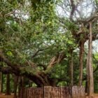 Capture the Vibrancy of Durga Puja: Top Photography Spots in West Bengal