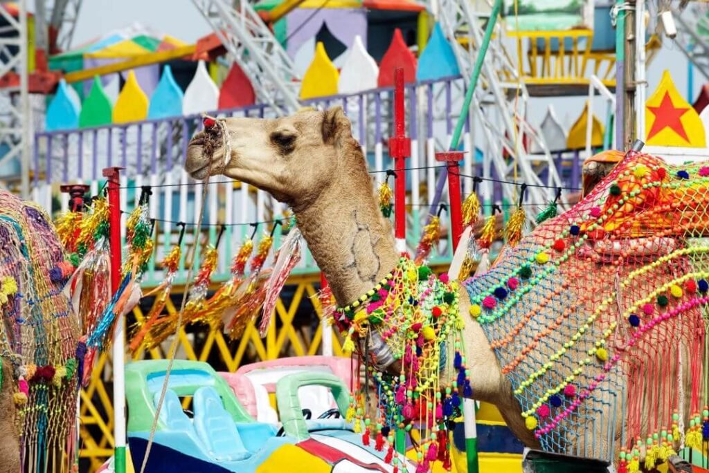 Pushkar Camel Fair 2025 Photoshoot Guide