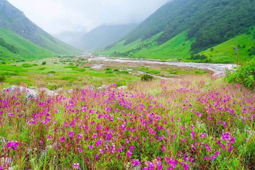 Hidden Orchid Valleys and Flower Meadows in India