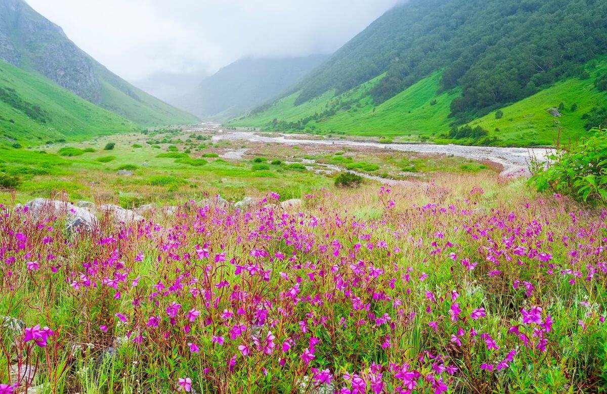 Hidden Orchid Valleys and Flower Meadows in India