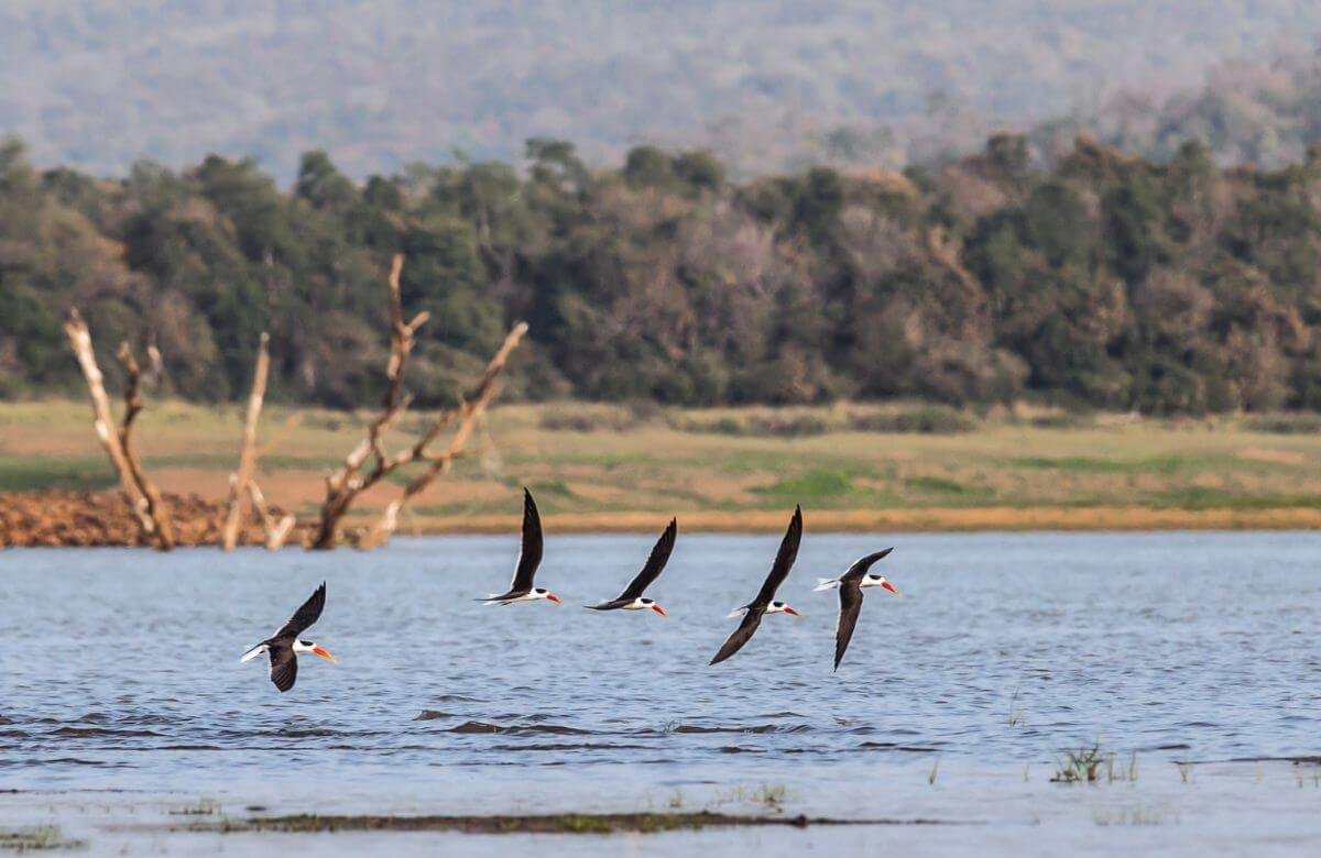 Secret Jungle Retreats for Weekend Travellers