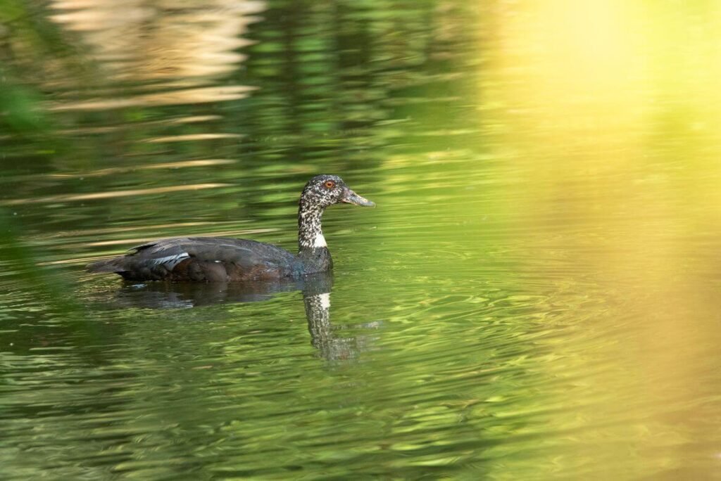 Uncharted Wildlife Spots Away from the Crowds