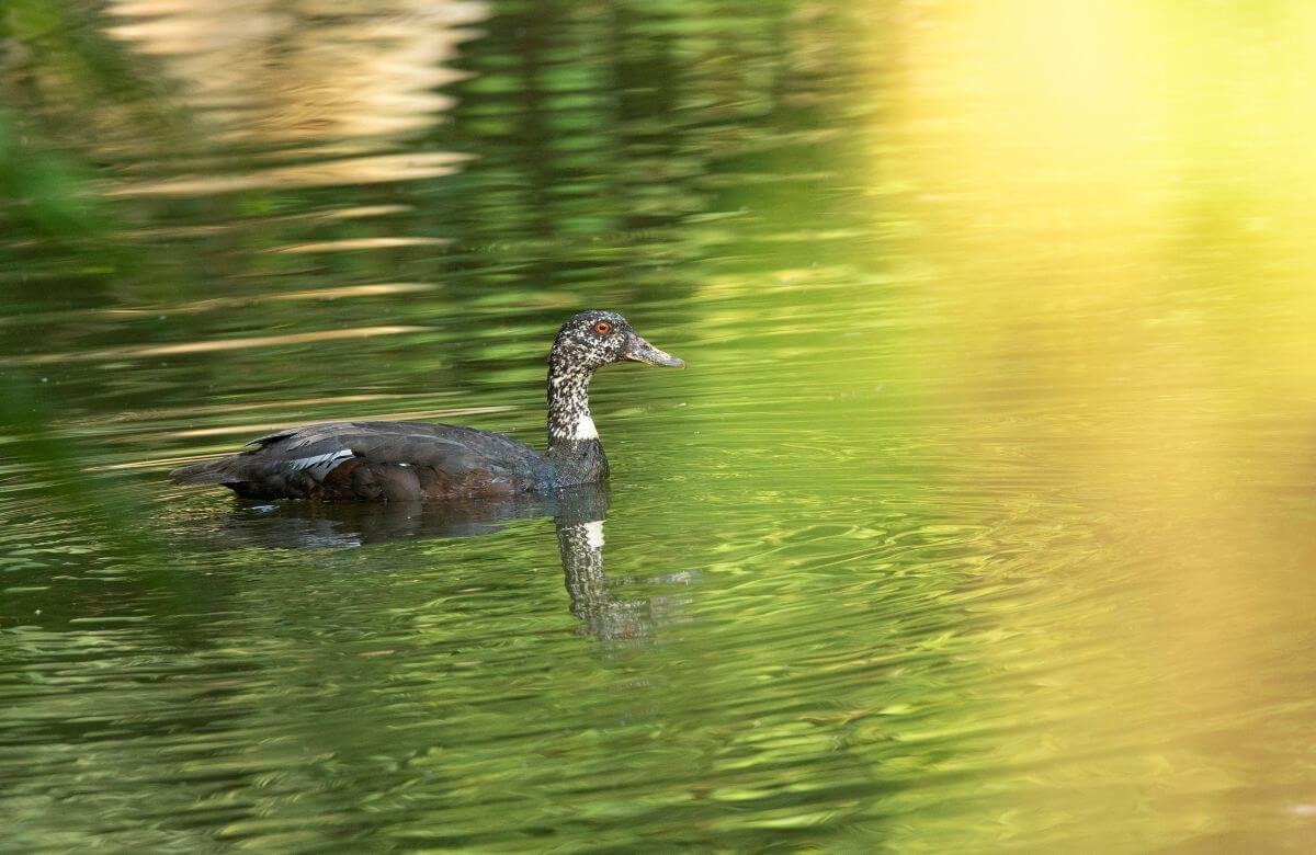 Uncharted Wildlife Spots Away from the Crowds