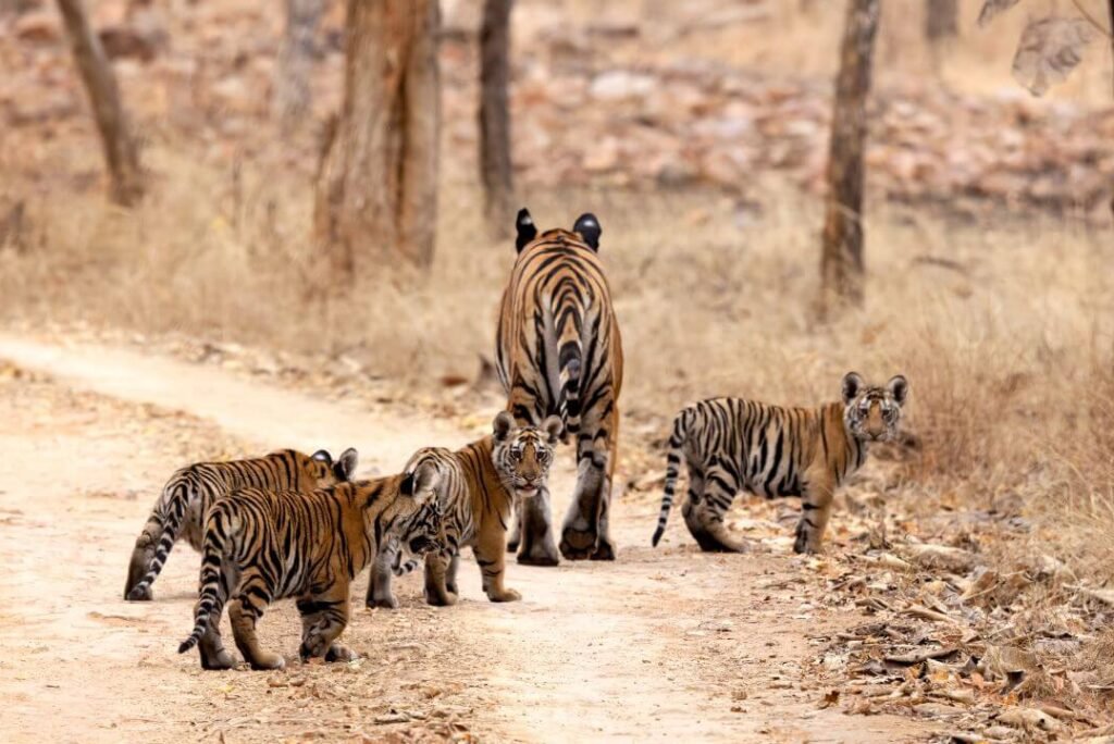 Untouched Forest Trails Perfect for Photography