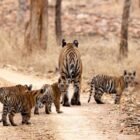 Glass Bridges in India: Exploring the Thrill and Beauty