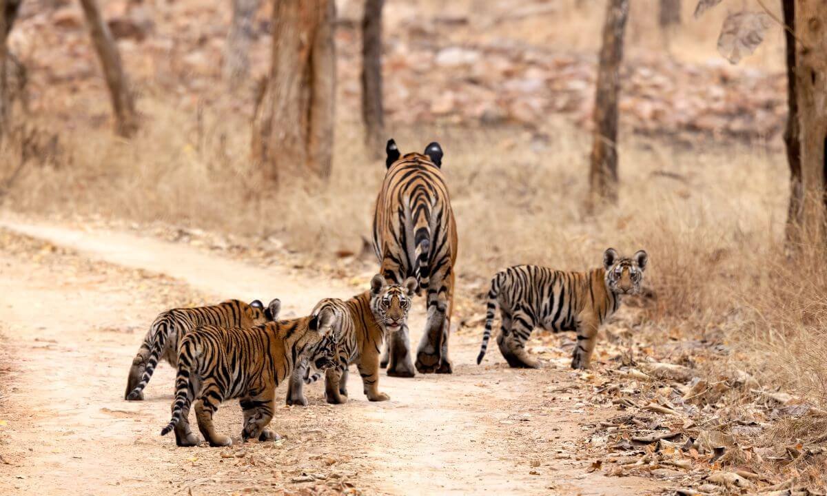Untouched Forest Trails Perfect for Photography